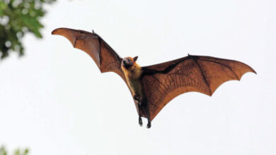 سبب انتشار الخنافس في شوارع السعودية